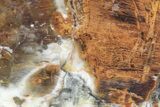 Petrified Wood (Araucioxylon) - Circle Cliffs, Utah #218355-1
